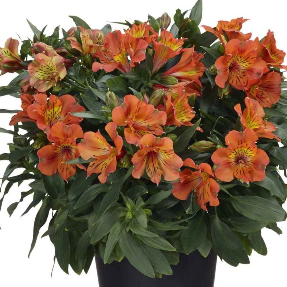 Inkalilie (Alstroemeria hybrid) Colorita® Isabella Lichtnelke