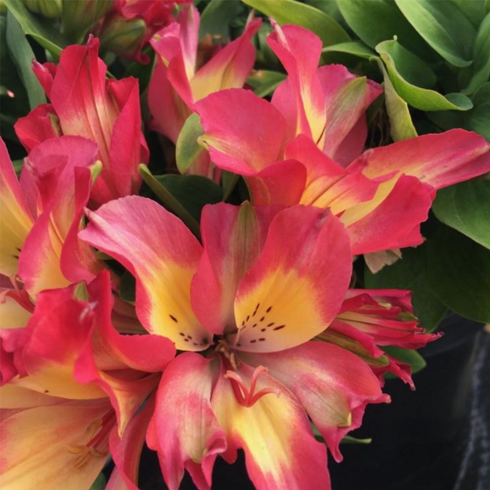 Inkalilie (Alstroemeria) LITTLE MISS Candy Lichtnelke Pflanzenversand