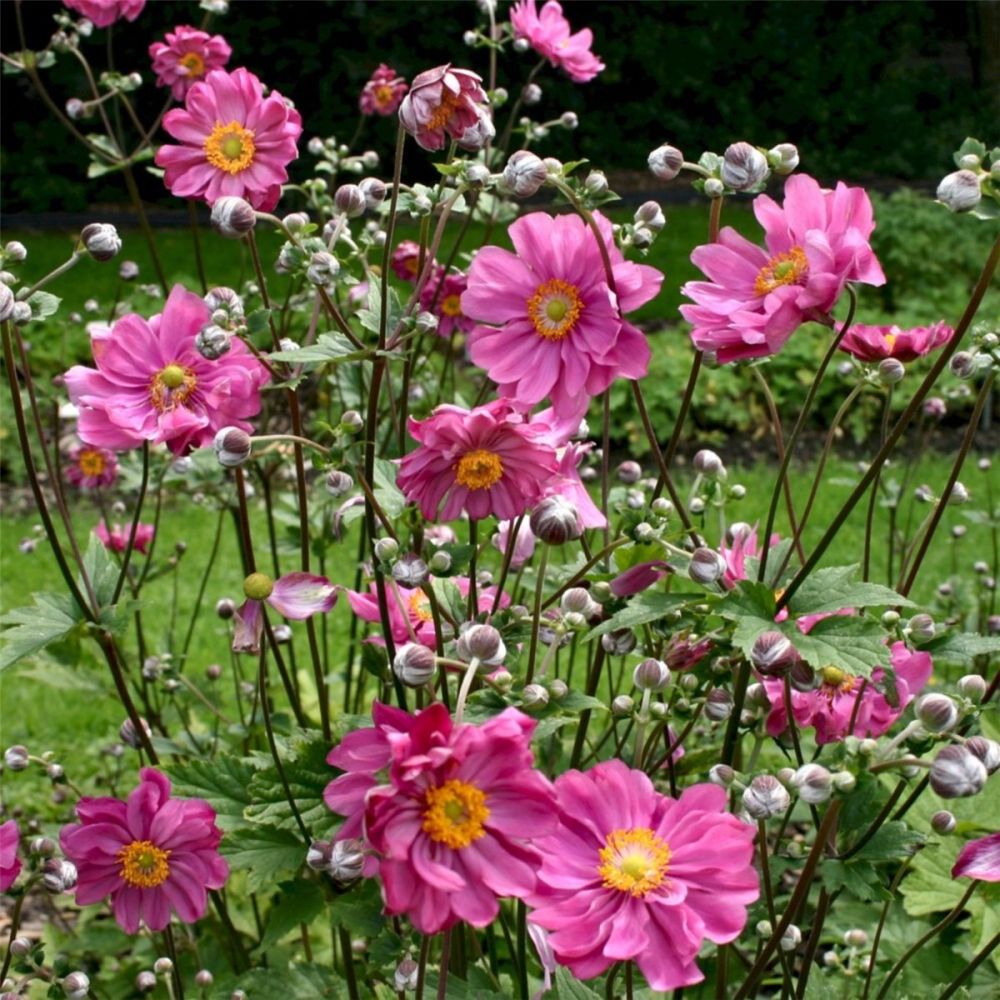 Anemone (Anemone japonica) Margarete Lichtnelke Pflanzenversand
