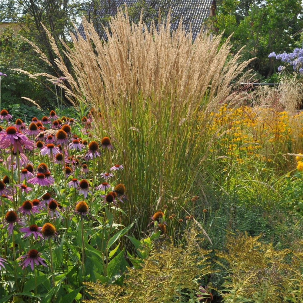 Hohes Reitgras (Calamagrostis acutiflora) Karl Foerster Lichtnelke