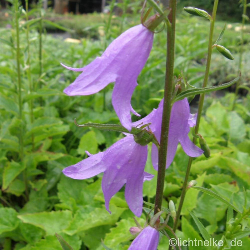 RapunzelGlockenblume (Campanula rapunculus) Echte Rapunzel