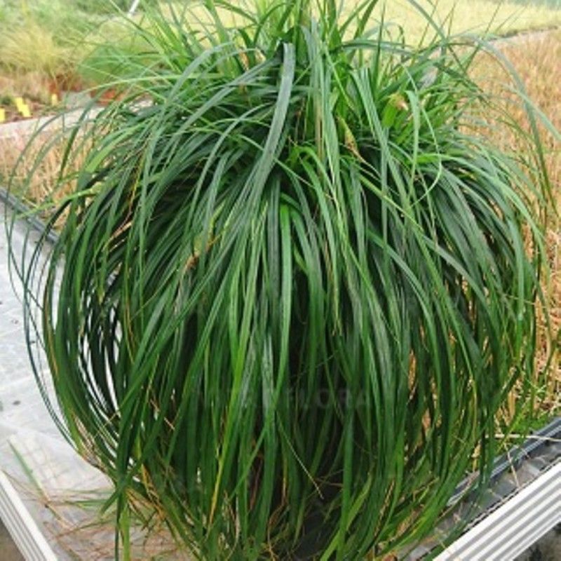 Segge (Carex) Ribbon Falls Lichtnelke Pflanzenversand