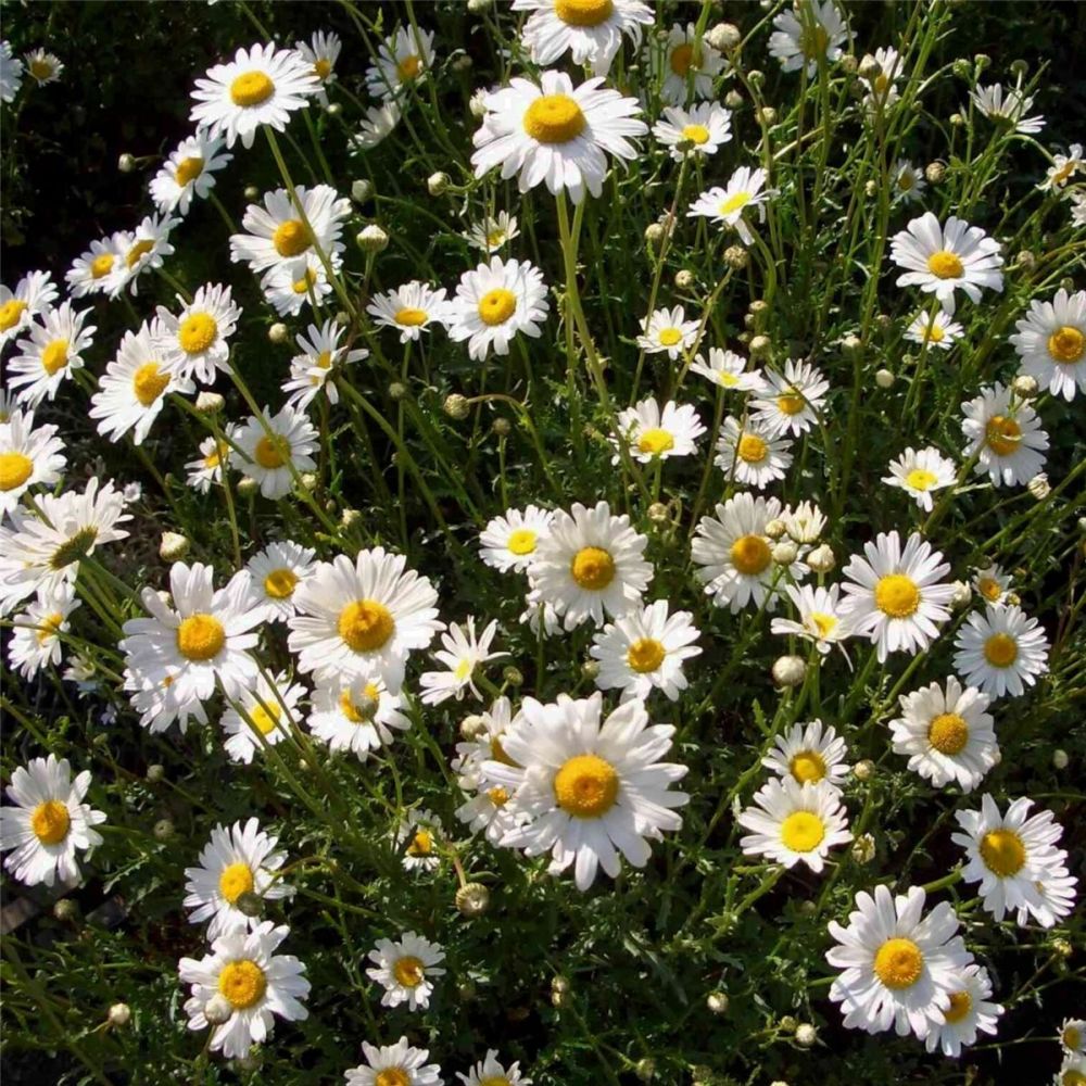 Hohe Margerite (Chrysanthemum leucanthemum) Maikönigin Lichtnelke