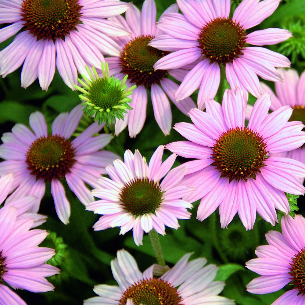 Sonnenstauden: Echinacea Purpurea 'Magnus' (Roter Sonnenhut