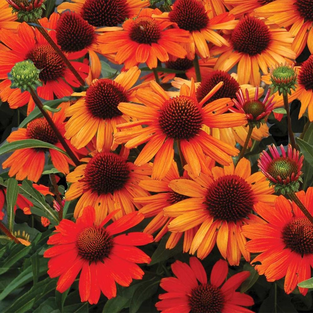 Sonnenhut (Echinacea) Kismet Intense Orange Lichtnelke Pflanzenversand