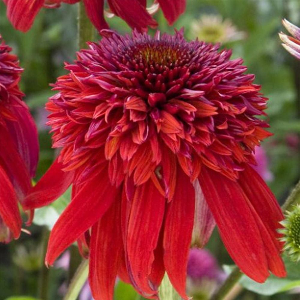 Sonnenhut (Echinacea purpurea) Eccentric Lichtnelke Pflanzenversand