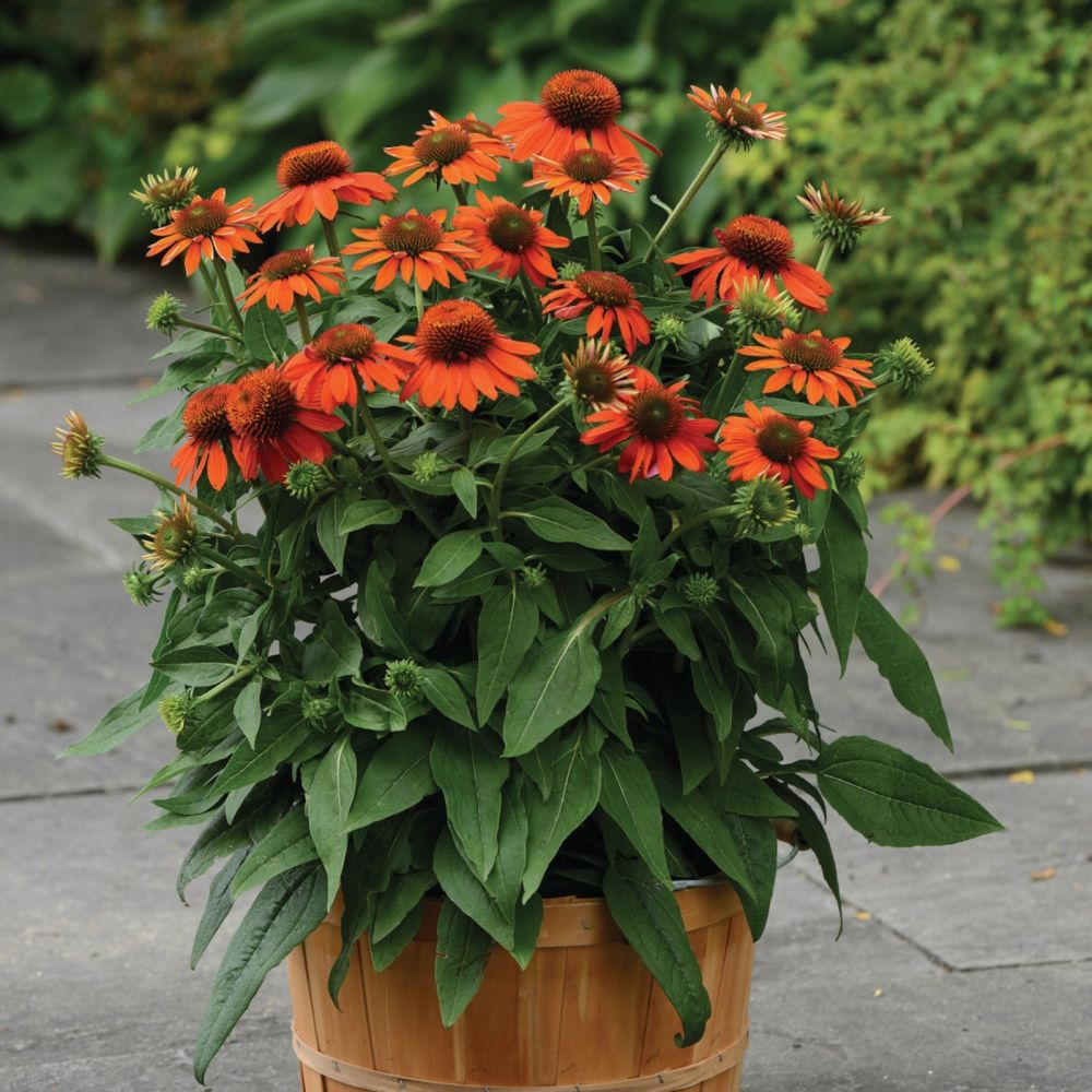 Adobe orange coneflower Clearance