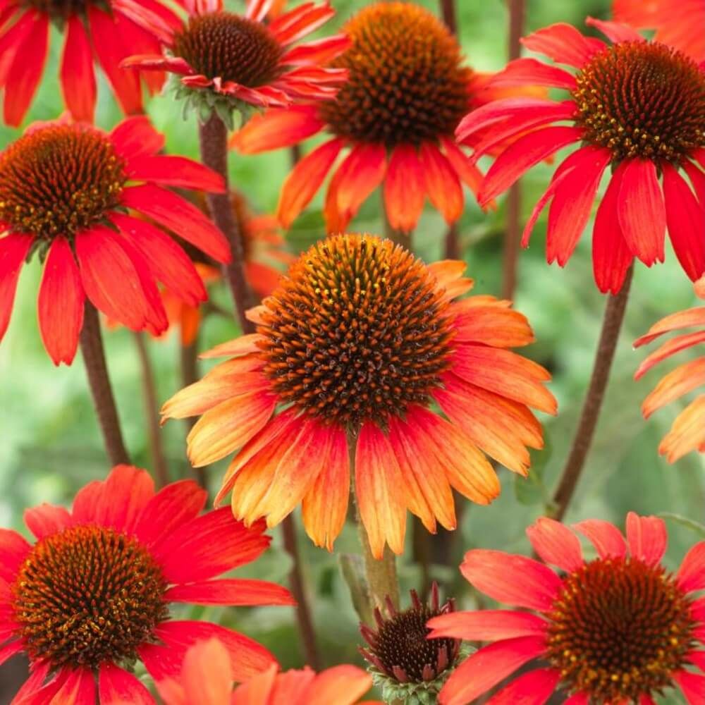 Sonnenhut (Echinacea purpurea) SunSeekers Orange Lichtnelke