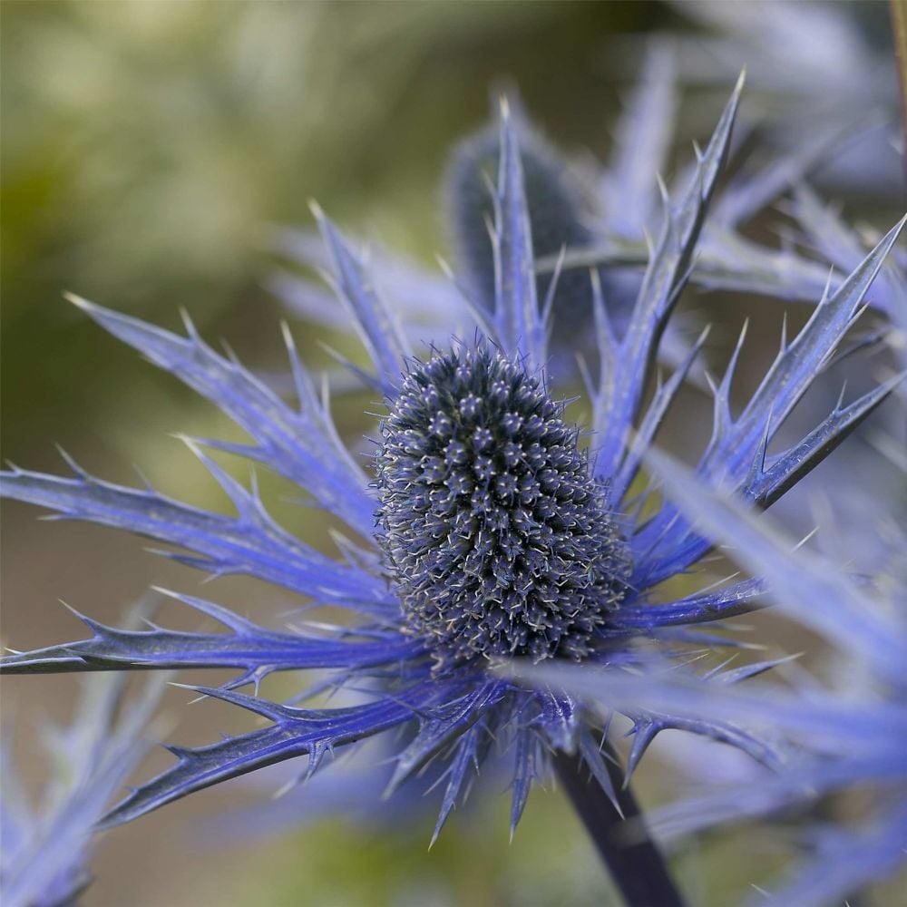 EdeldistelMannstreu (Eryngium x zabelii) Big Blue Lichtnelke