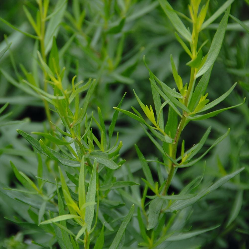 Französischer Estragon (Artemisia dracunculus) Pfefferkorn | Lichtnelke ...