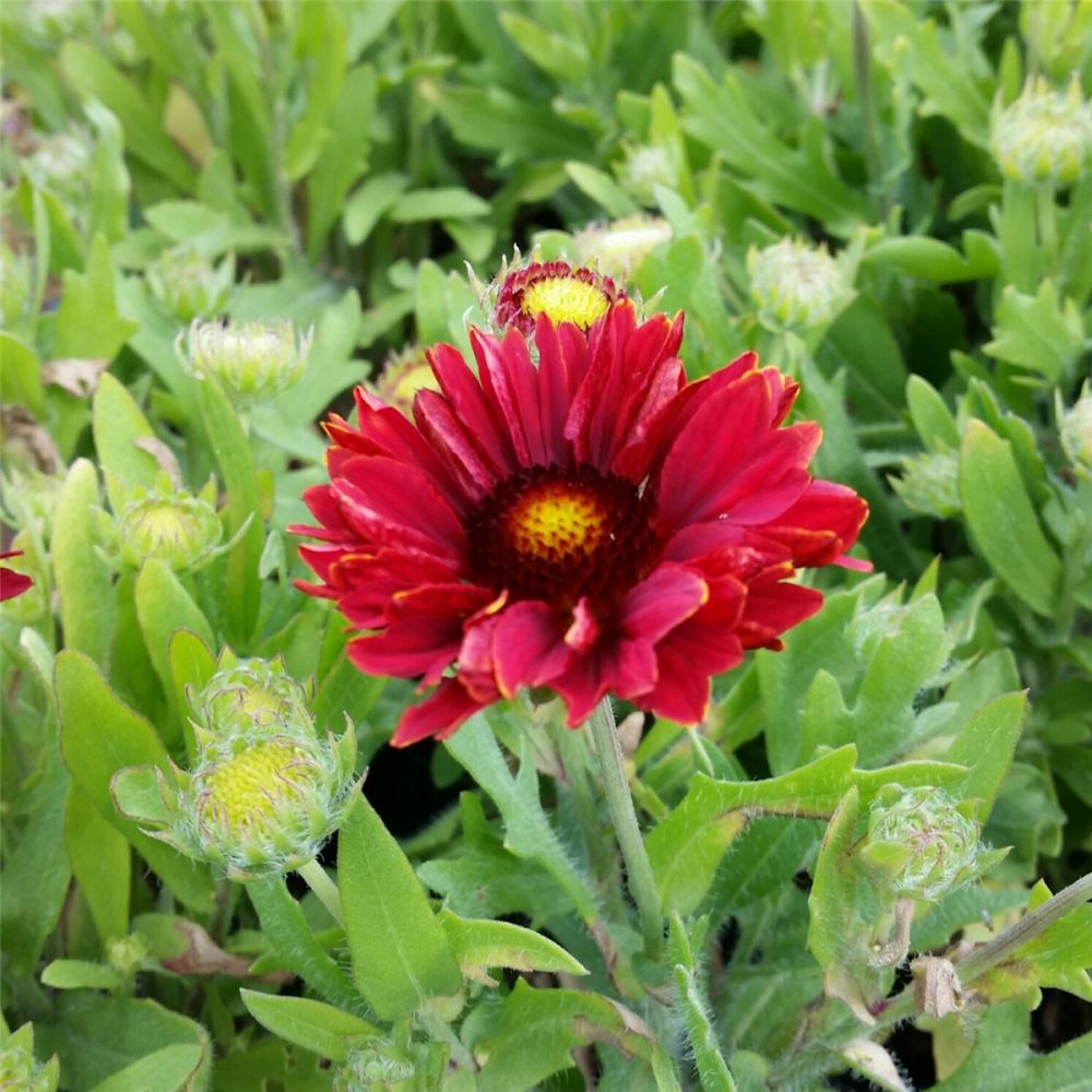 1 x Pflanze Kokardenblume Gaillardia Mesa Red Beliebte Beet+Terrassen Staude 