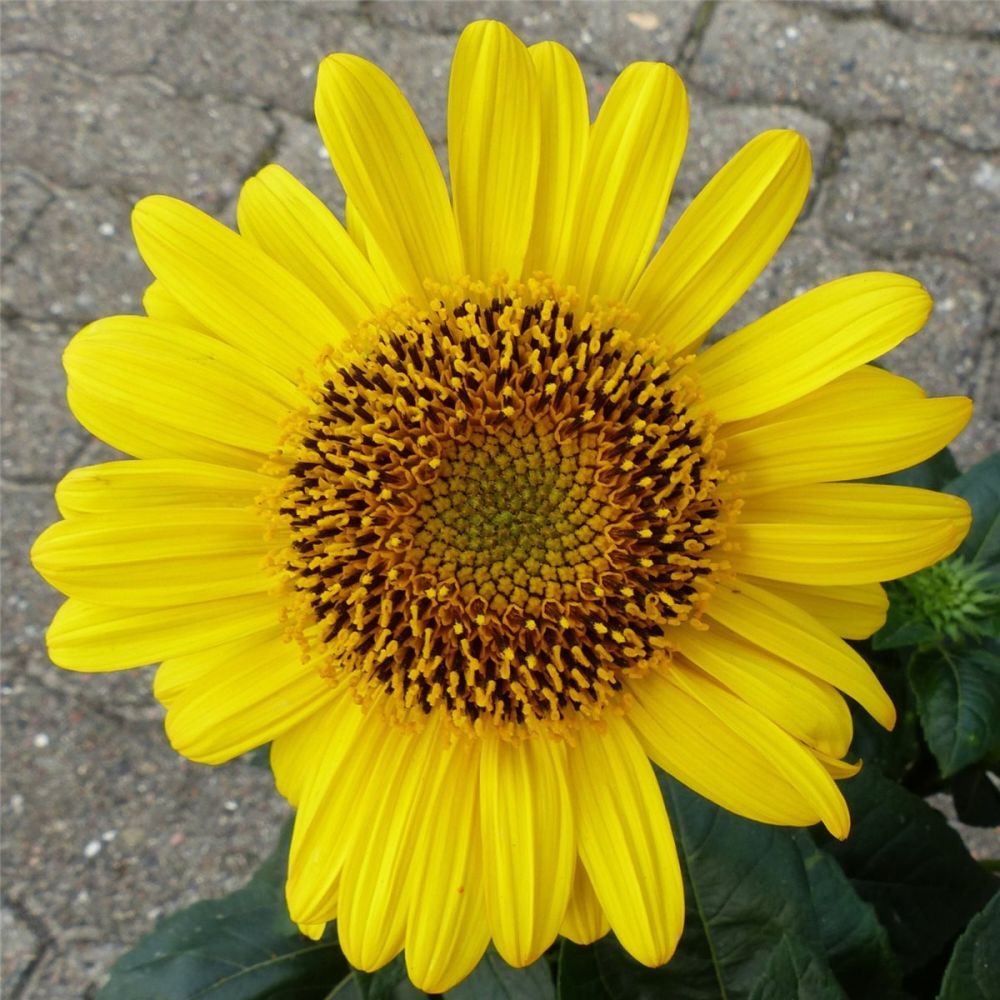 StaudenSonnenblume (Helianthus) Suncatcher Pure Gold Lichtnelke
