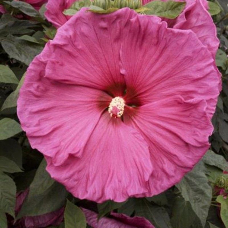 RiesenHibiskus (Hibiscus moscheutos) Jazzberry Jam® Lichtnelke