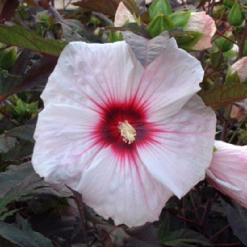 47+ Riesen Hibiskus Erfahrungen, Staudenhibiskus, straucheibisch,