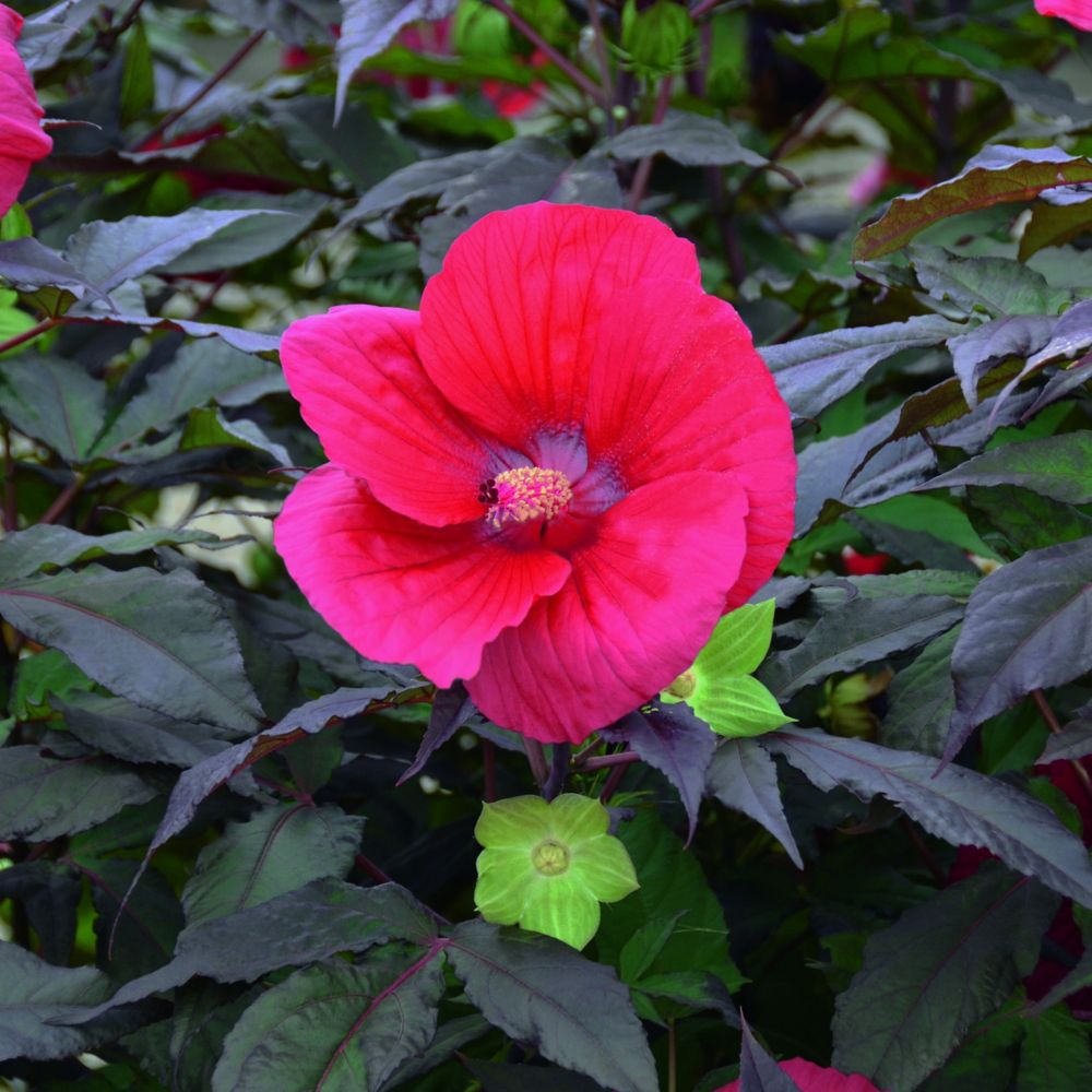 RiesenHibiskus (Hibiscus moscheutos) SUMMERIFIC Midnight Marvel