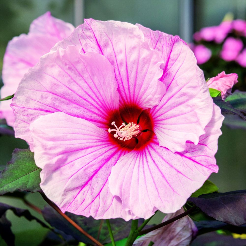 RiesenHibiskus (Hibiscus moscheutos) SUMMERIFIC Dark Mystery