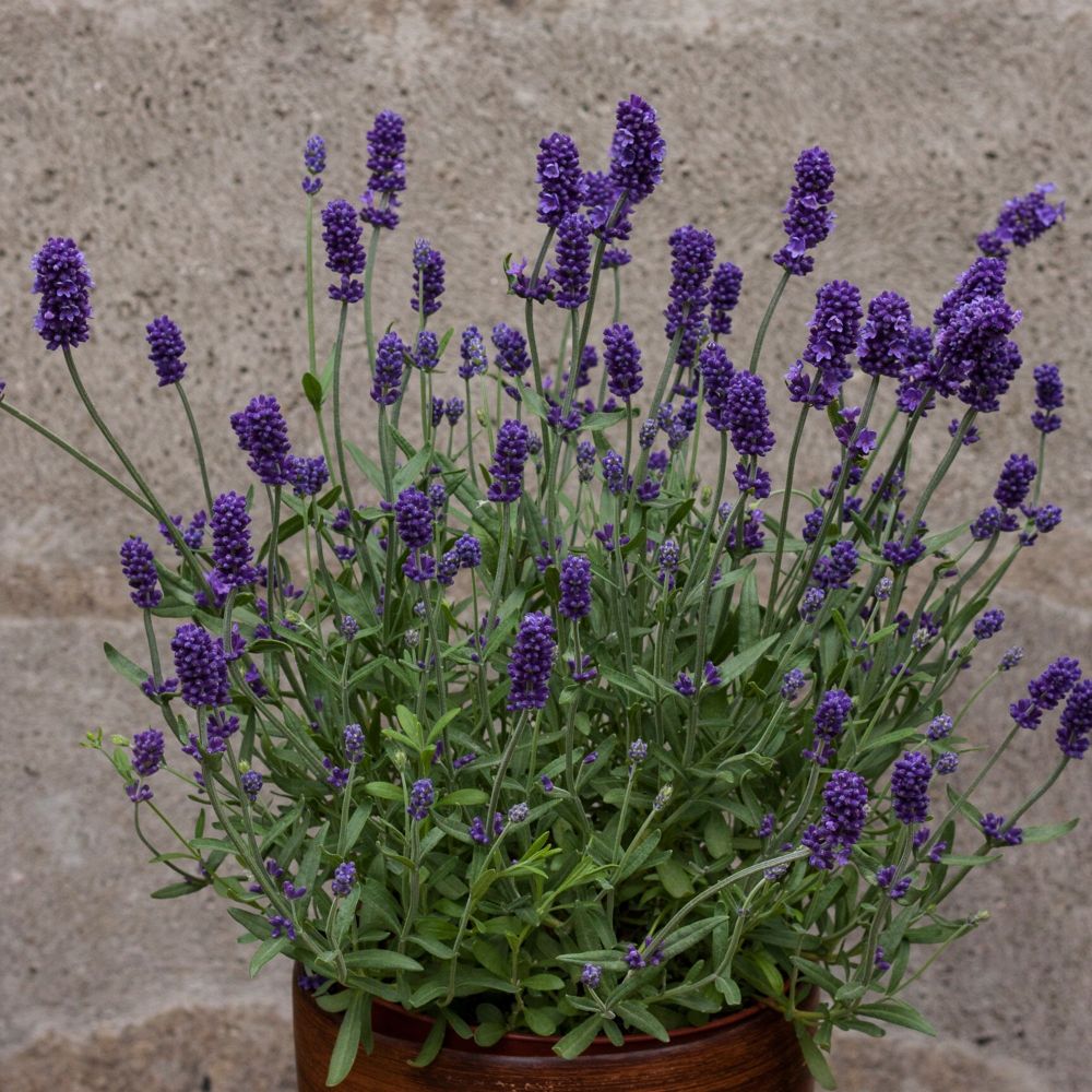 Lavendel (Lavandula angustifolia) Sentivia® Blue | Lichtnelke ...