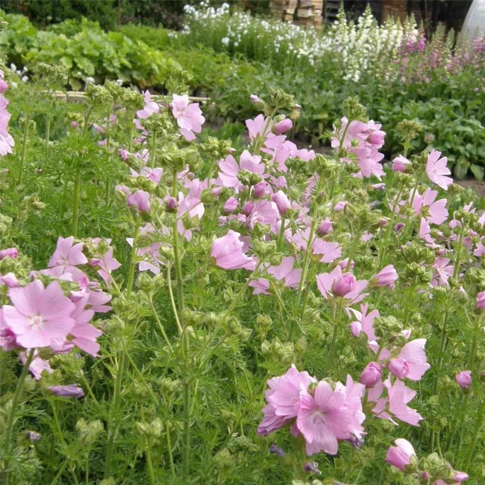 MoschusMalve (Malva moschata ) rosa Lichtnelke Pflanzenversand