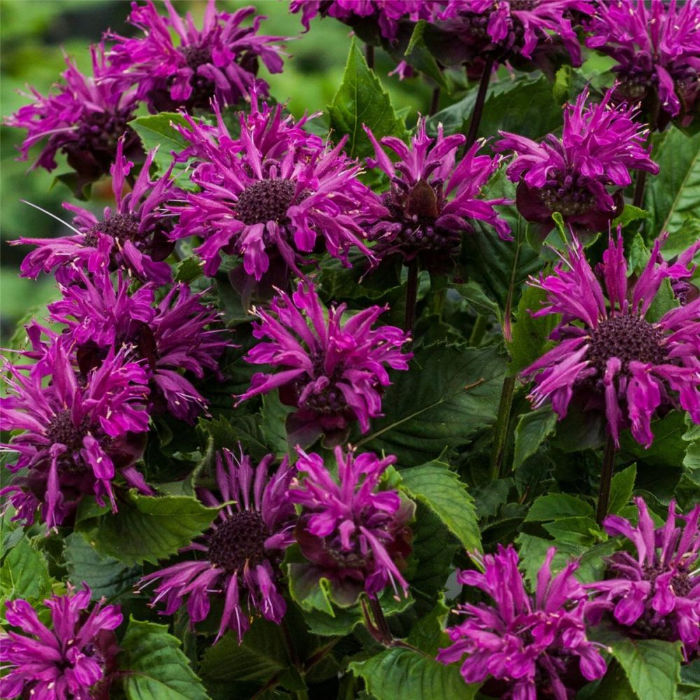 Bee-Lieve Gärtnerei Qualität Indianernessel Monarda x cultorum 