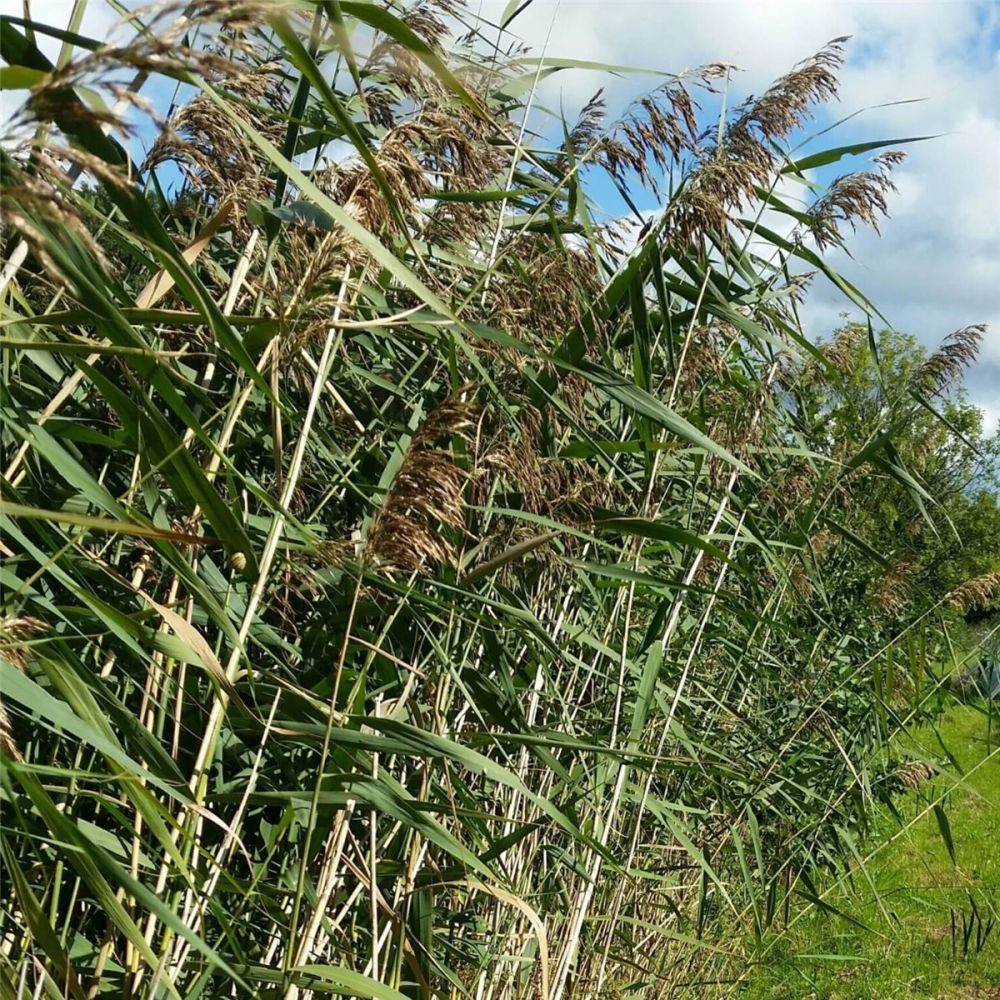 Schilfrohr / Schilf (Phragmites australis) Lichtnelke Pflanzenversand