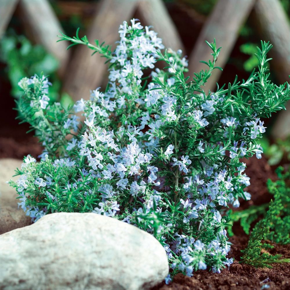 Rosmarin (Rosmarinus officinalis) Blue Winter Lichtnelke Pflanzenversand