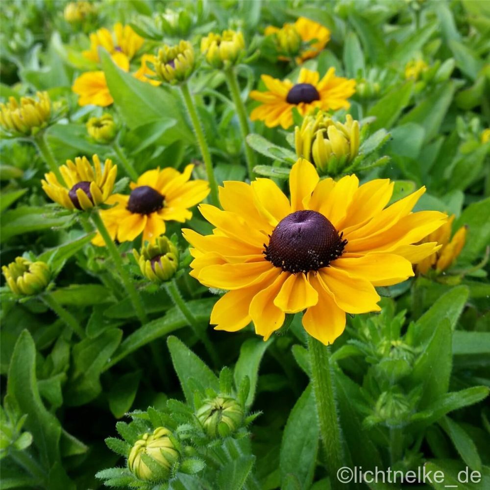 Rauher Sonnenhut (Rudbeckia hirta) Toto Gold | Lichtnelke Pflanzenversand