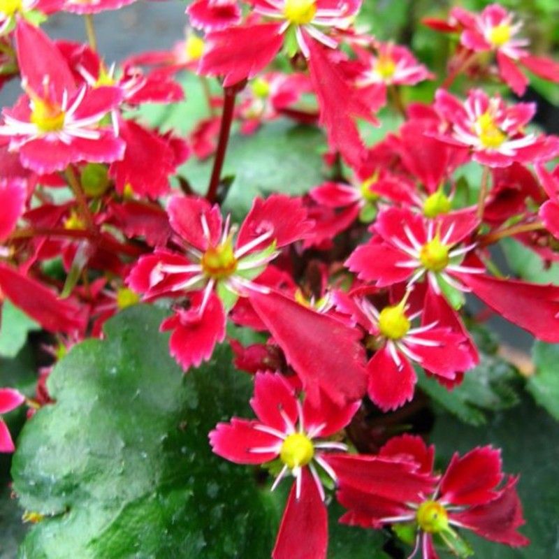 Herbst-Steinbrech (Saxifraga fortunei) Beni Tsukasa | Lichtnelke