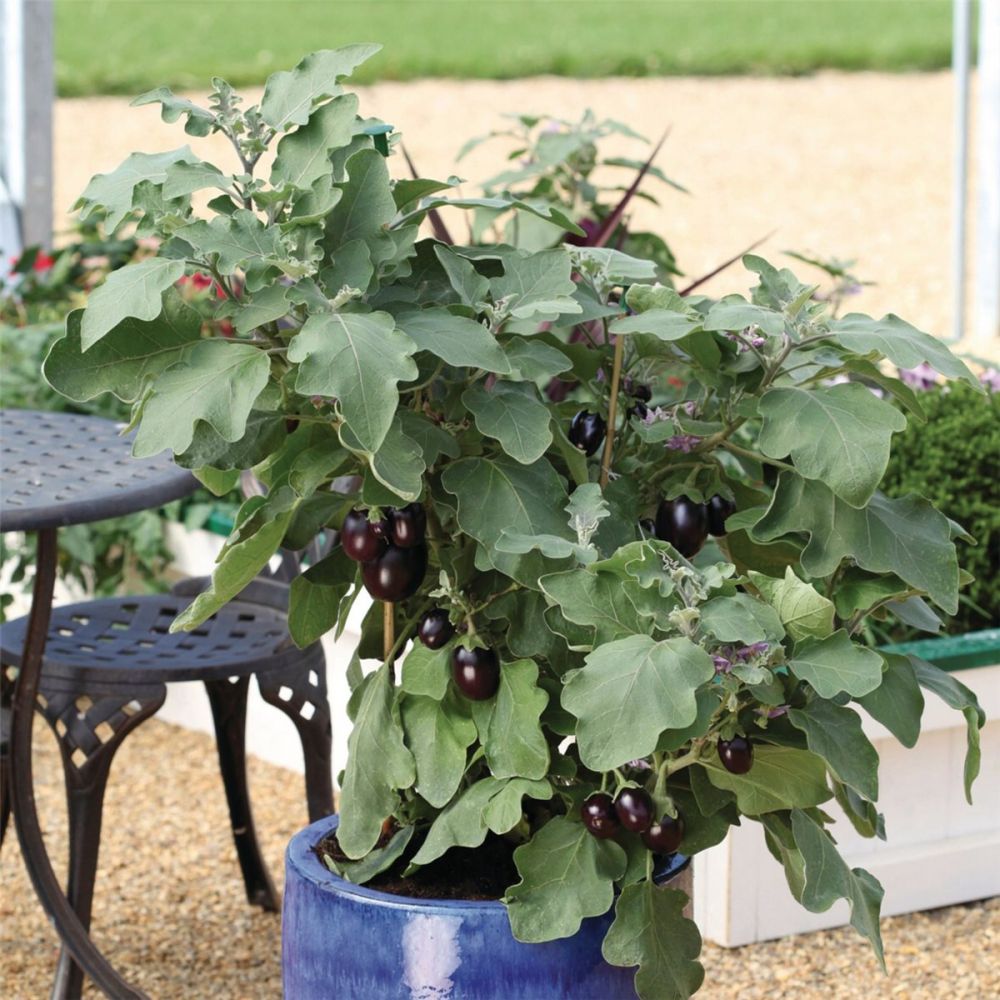 MiniAubergine (Solanum melongena) Patio Jackpot Lichtnelke