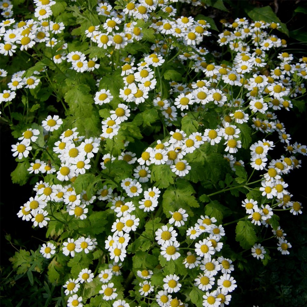Mutterkraut (Tanacetum / Chrysanthemum parthenium) Lichtnelke Pflanzenversand