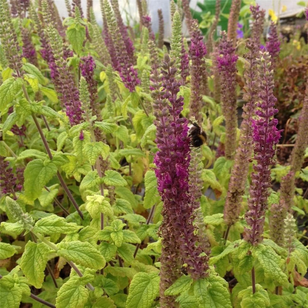 kaukasus-gamander-teucrium-hyrcanicum-paradise-delight | Lichtnelke