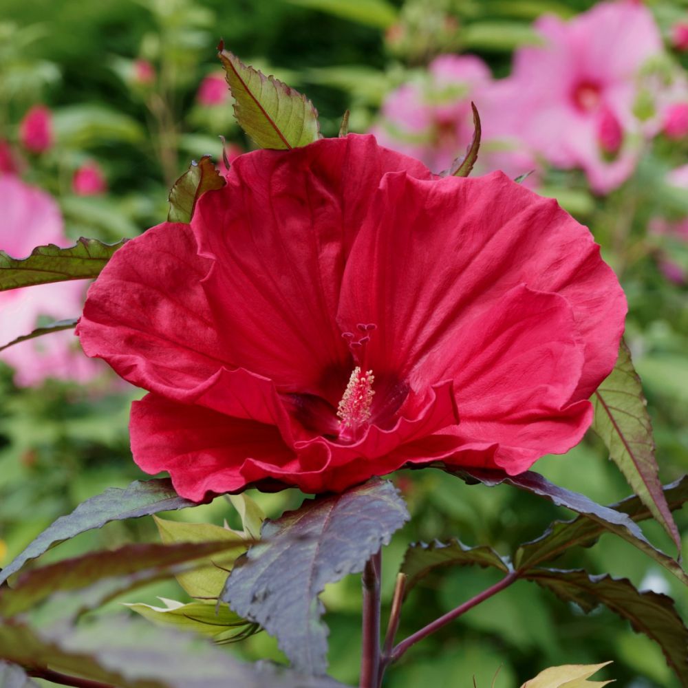 RiesenHibiskus (Hibiscus moscheutos) SUMMERIFIC Midnight Marvel