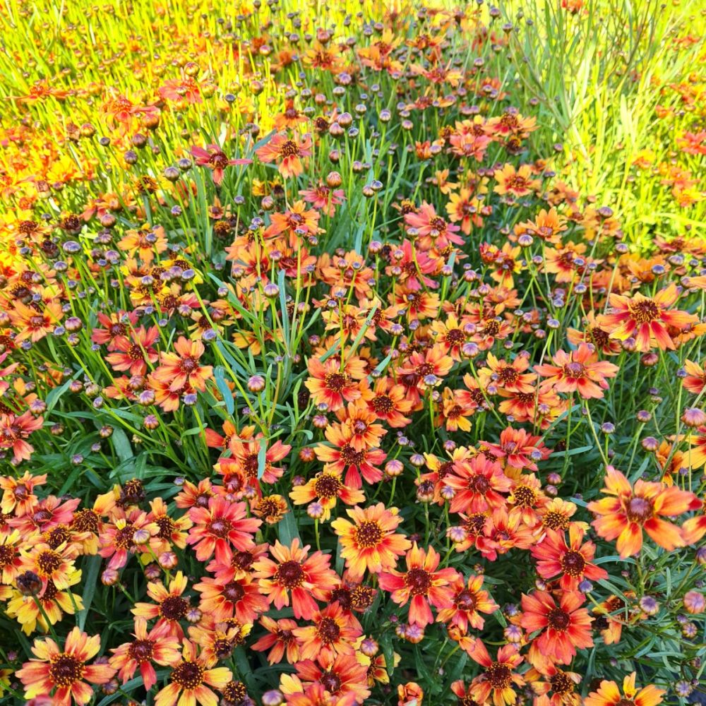 Mädchenauge (Coreopsis hybrid ) Mango Punch Lichtnelke Pflanzenversand