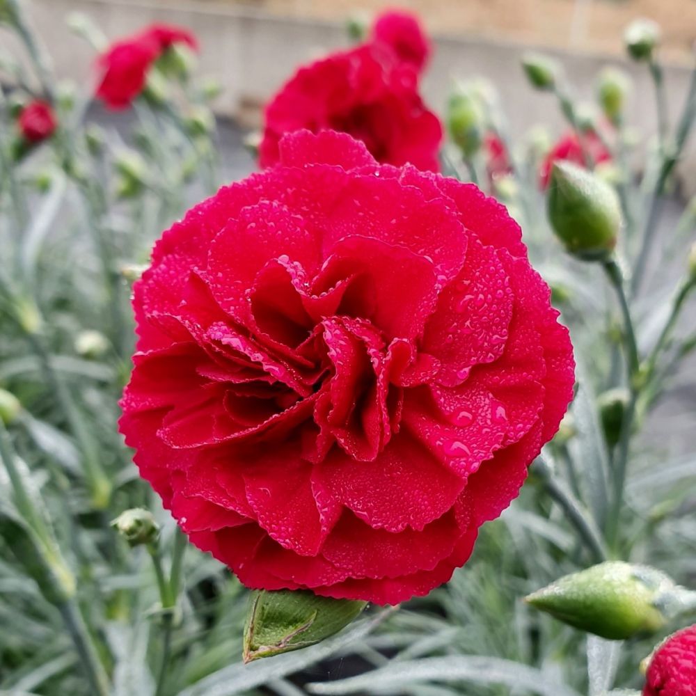 Duftende Landnelke (Dianthus caryophyllus) DEVON COTTAGE Dark Red