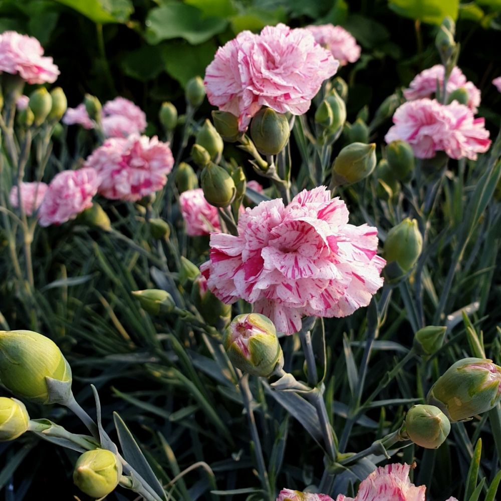 Devon cottage pinball wizard dianthus bestbinger