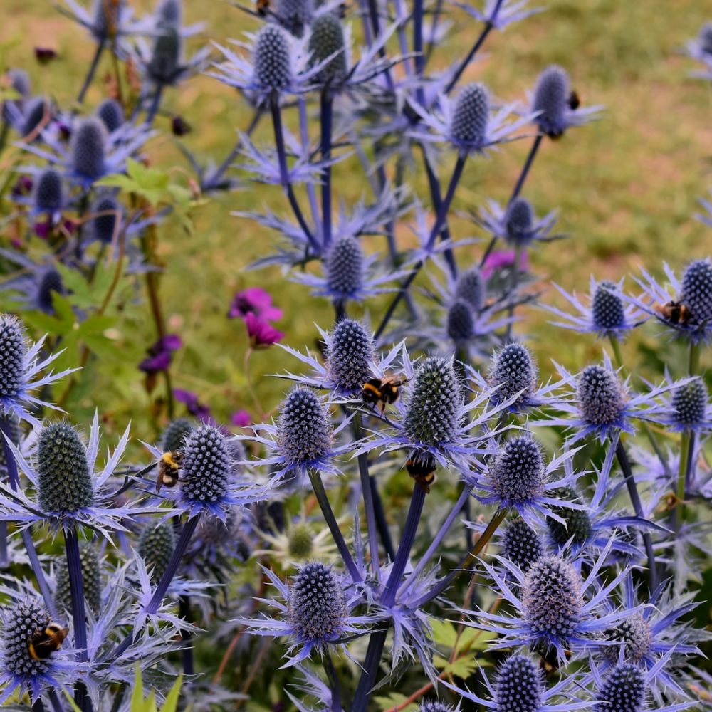 Edeldistel (Eryngium planum) MAGICAL Blue Lagoon Lichtnelke