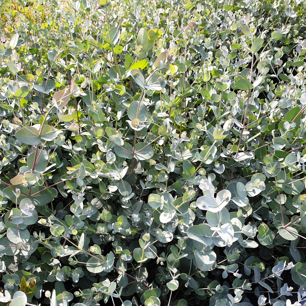 MostgummiEukalyptus (Eucalyptus Gunnii) Silver Tropfen Lichtnelke