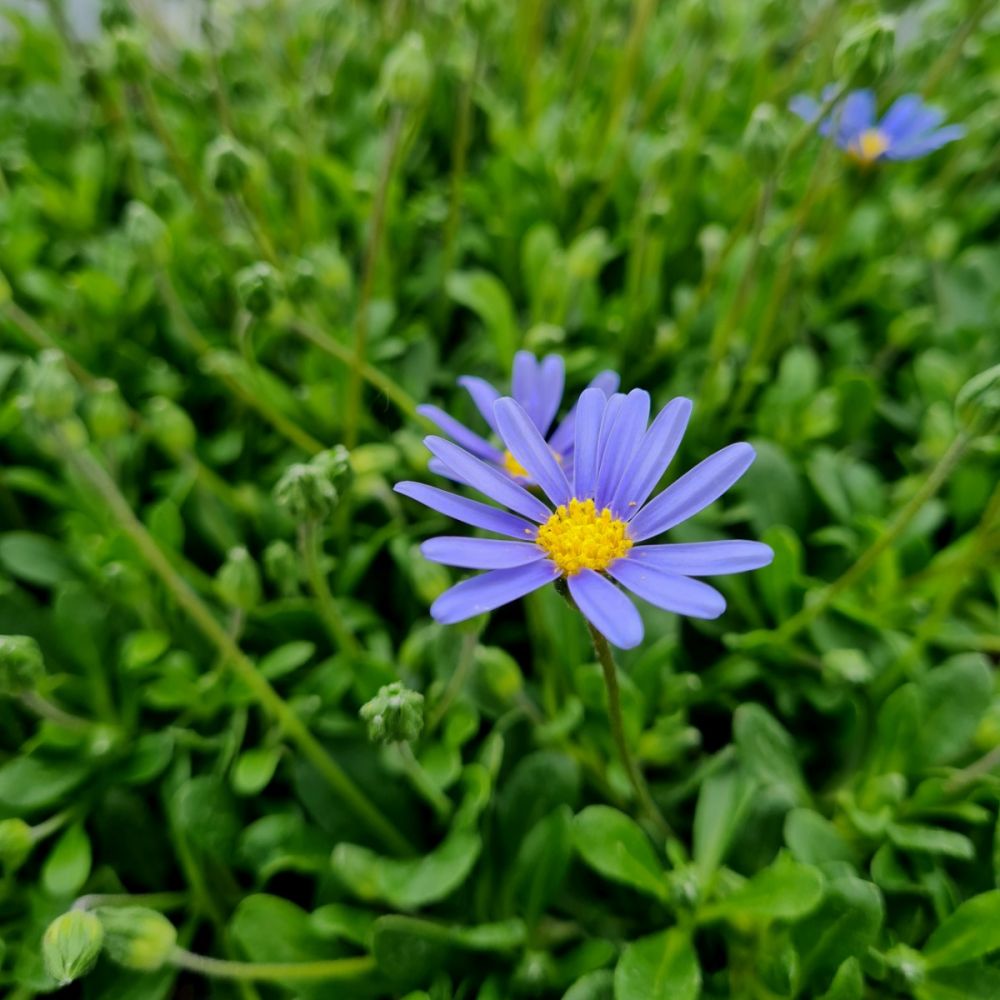 47+ Blaues Gänseblümchen Zierpflanzen Samen, Abhängig vom standort