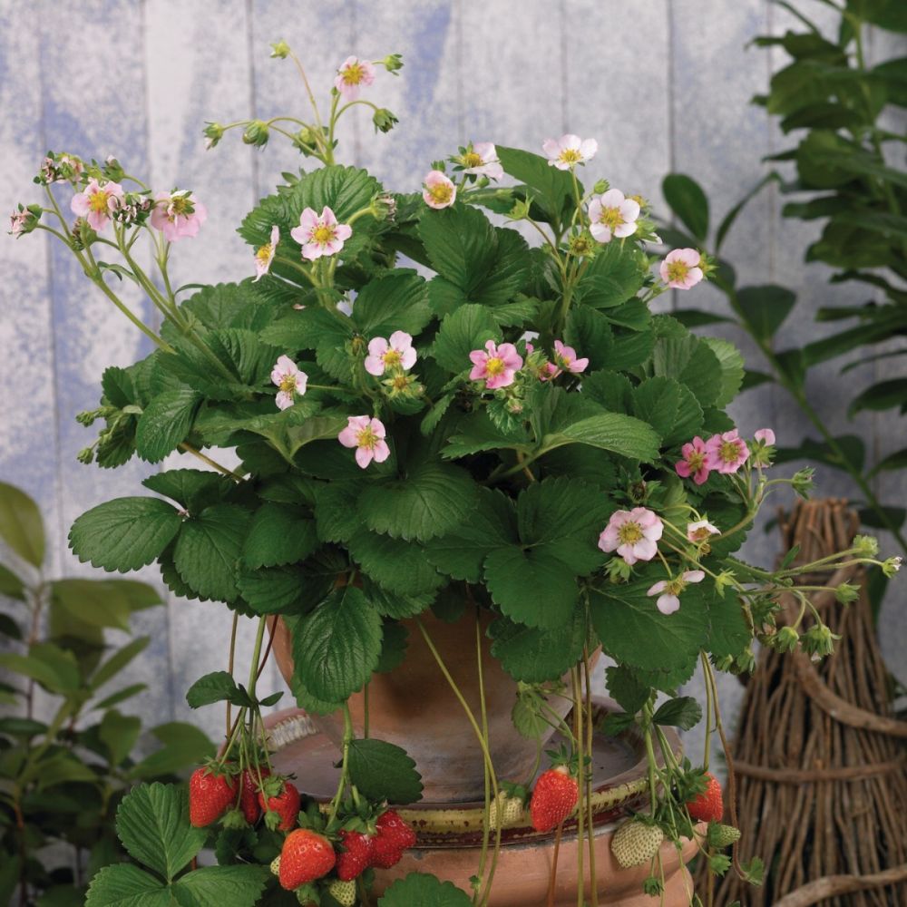 Immertragende Balkon-Erdbeere (Fragaria x ananassa) Roman F1 Pink ...