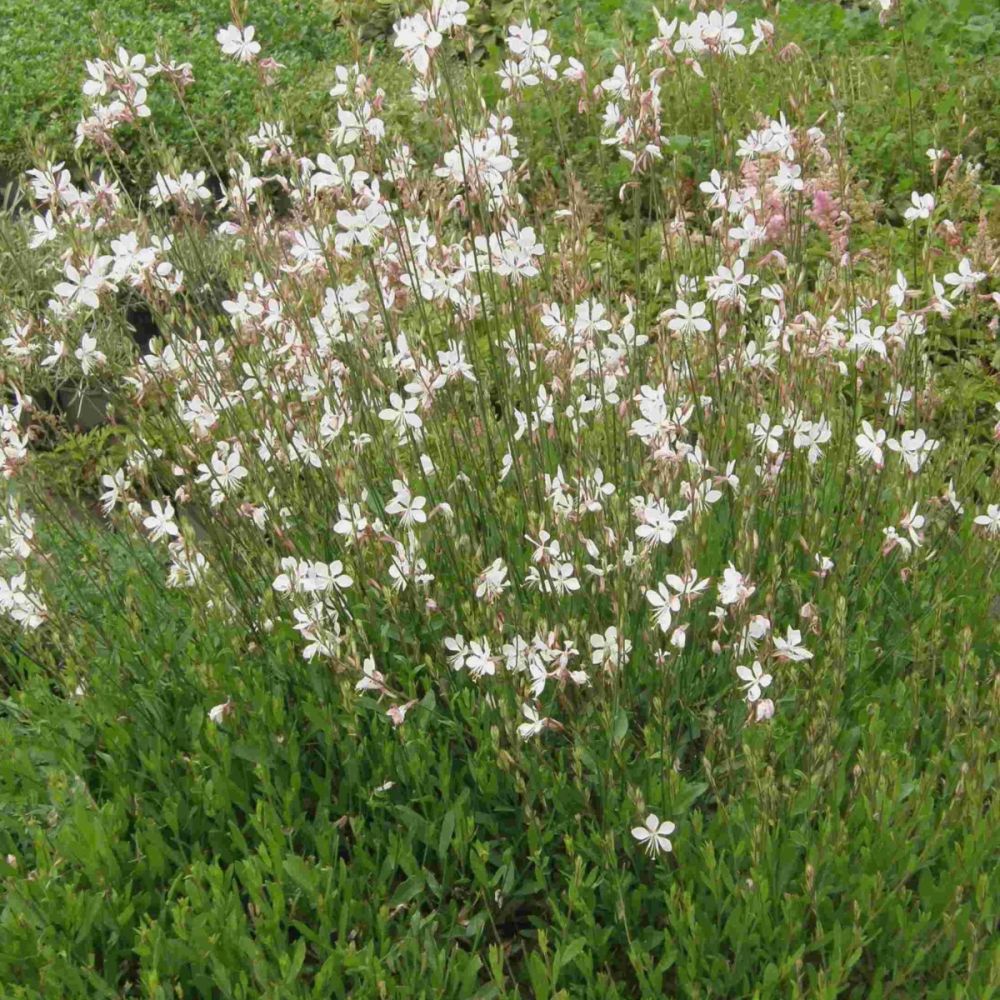 Prachtkerze (Gaura lindheimerii) weiß Lichtnelke Pflanzenversand