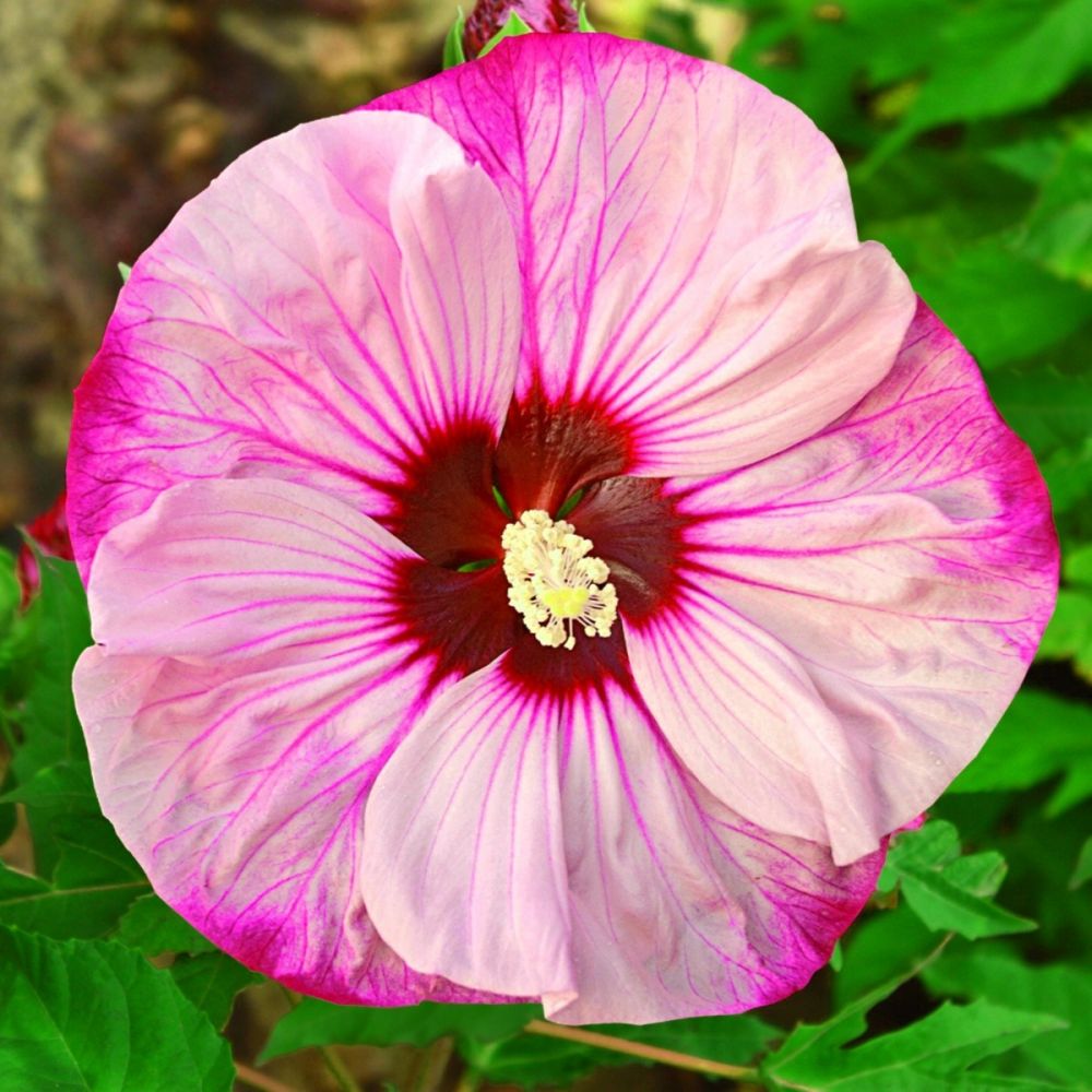 RiesenHibiskus (Hibiscus moscheutos) SUMMERIFIC Cherry Cheesecake