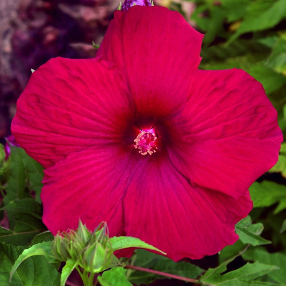 RiesenHibiskus (Hibiscus moscheutos) SUMMERIFIC My Valentine