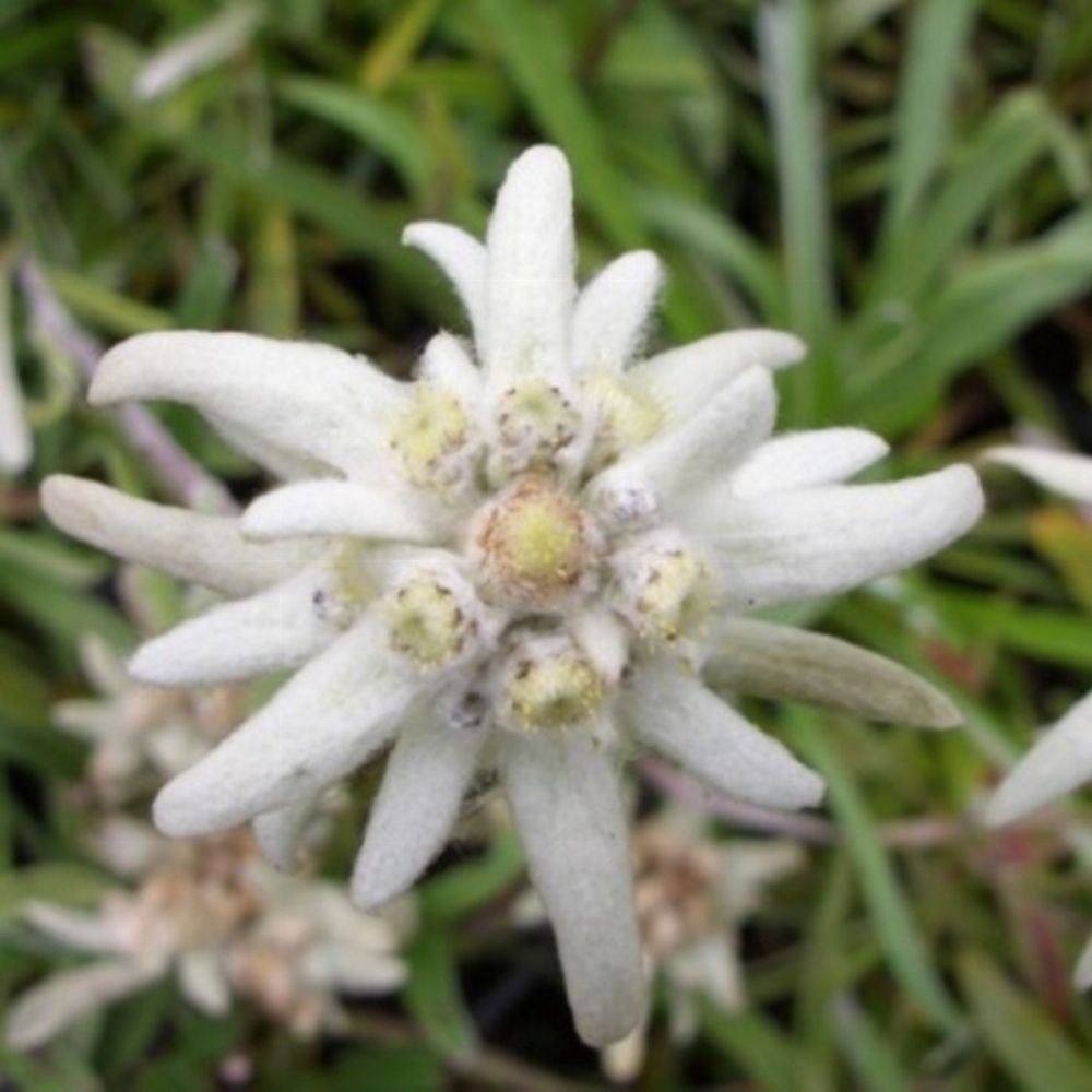 1x Staude Pflanze Edelweiß Edelweiss Leontopodium alpinum 