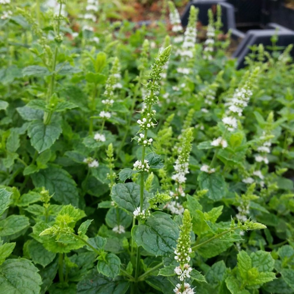 Marokkanische Minze (Mentha spicata var. spicata) Lichtnelke