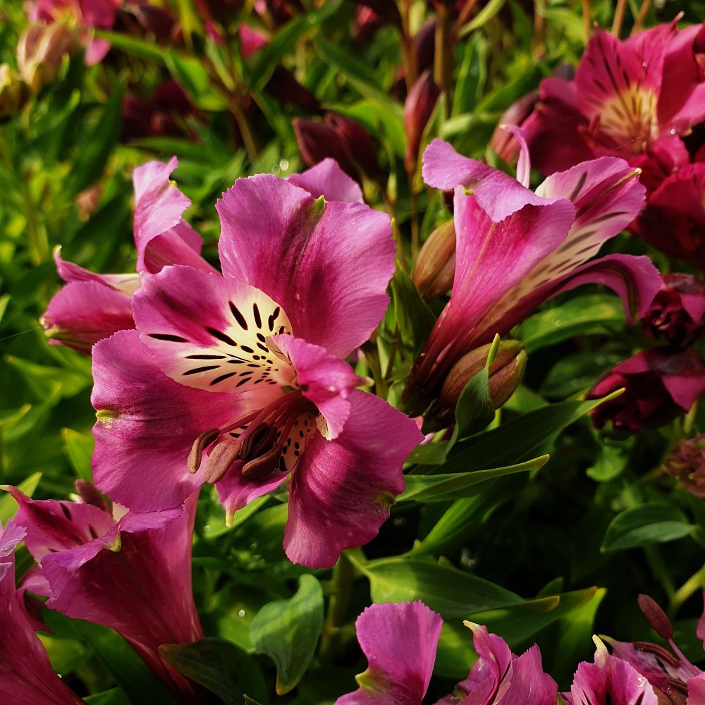 Inkalilie (Alstroemeria) COLORITA Mulan® | Lichtnelke Pflanzenversand