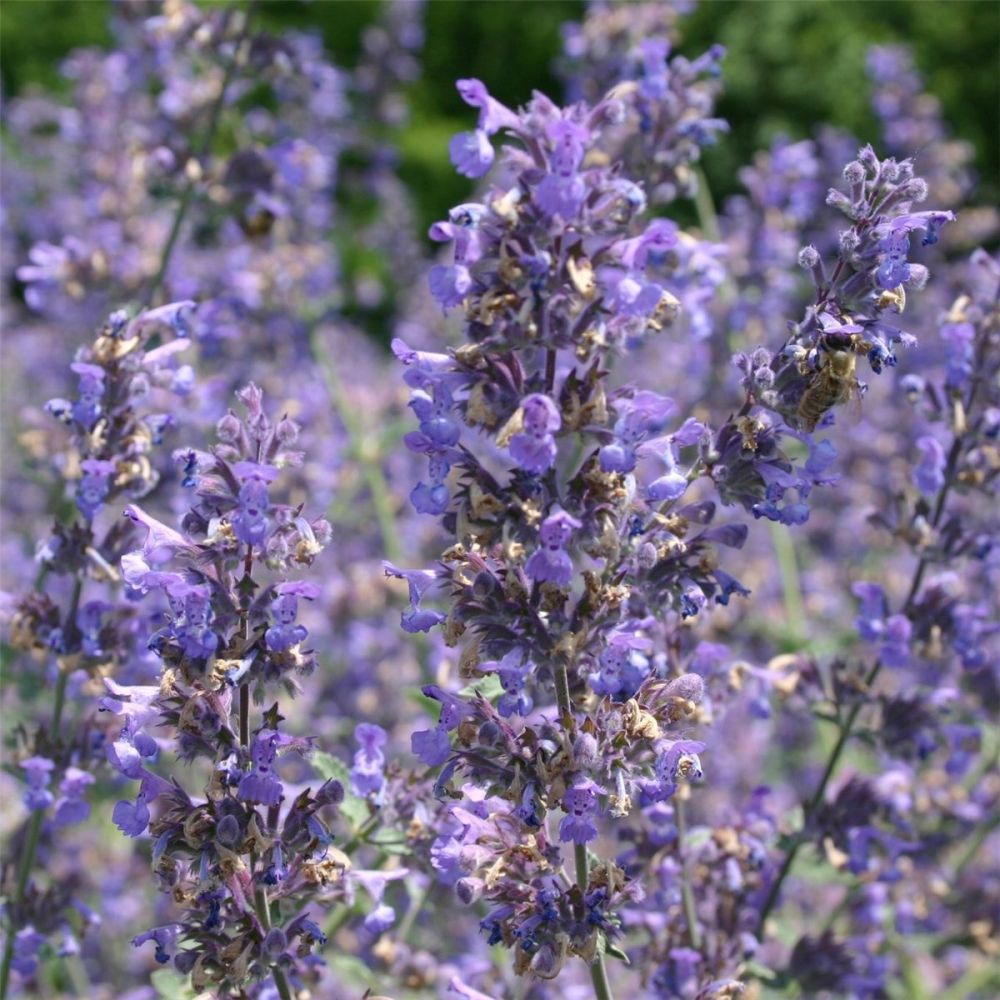 Katzenminze Nepeta X Faassenii Walkers Low Lichtnelke Pflanzenversand