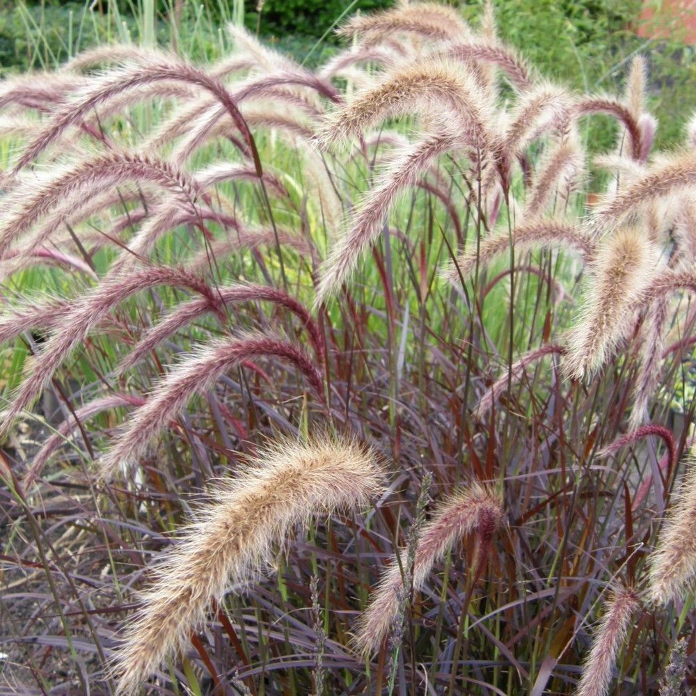 Rotes Lampenputzergras (Pennisetum setaceum) Rubrum Lichtnelke