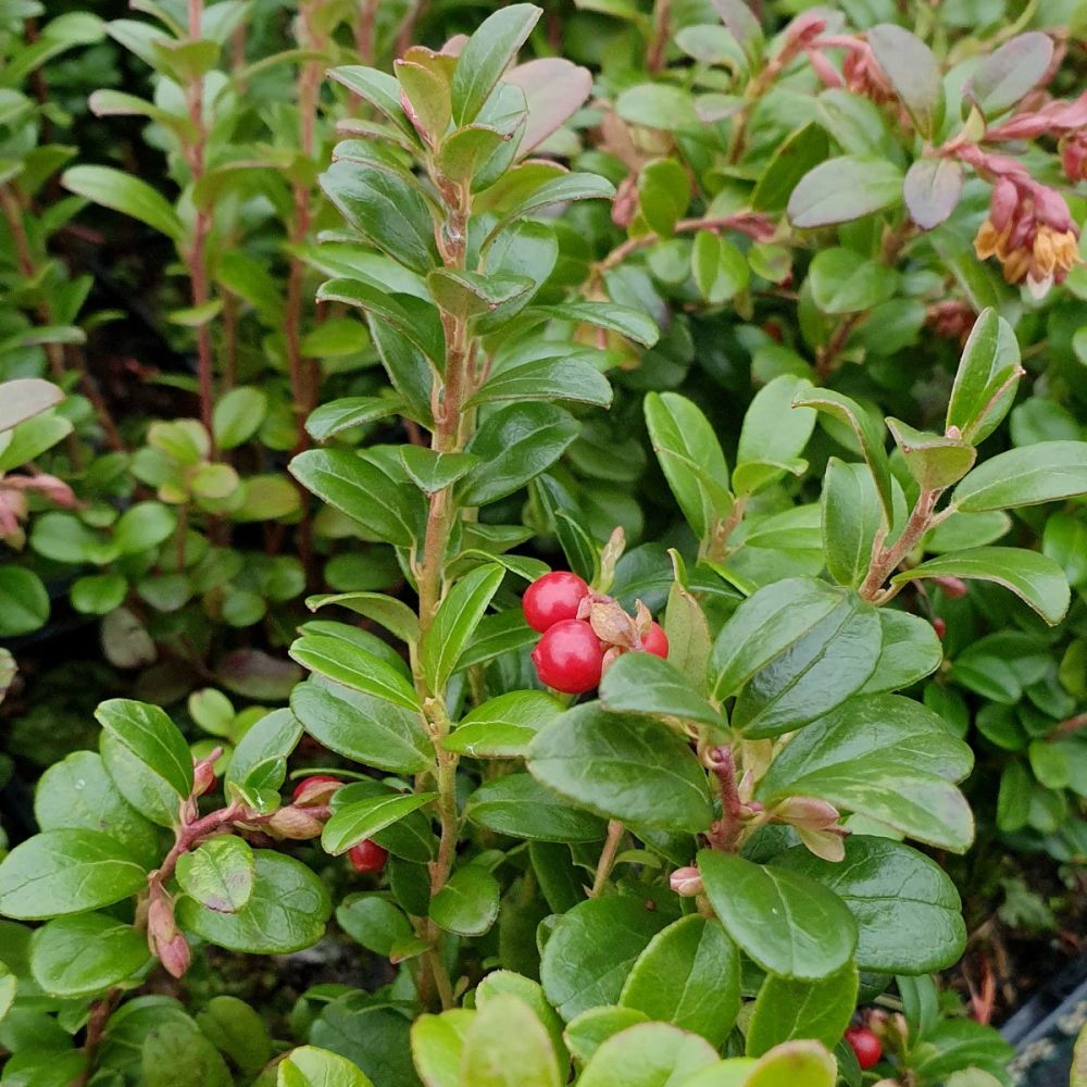 Vaccinium vitis-idaea 1 x Nasch Obst Pflanze Preiselbeere Red Pearl 