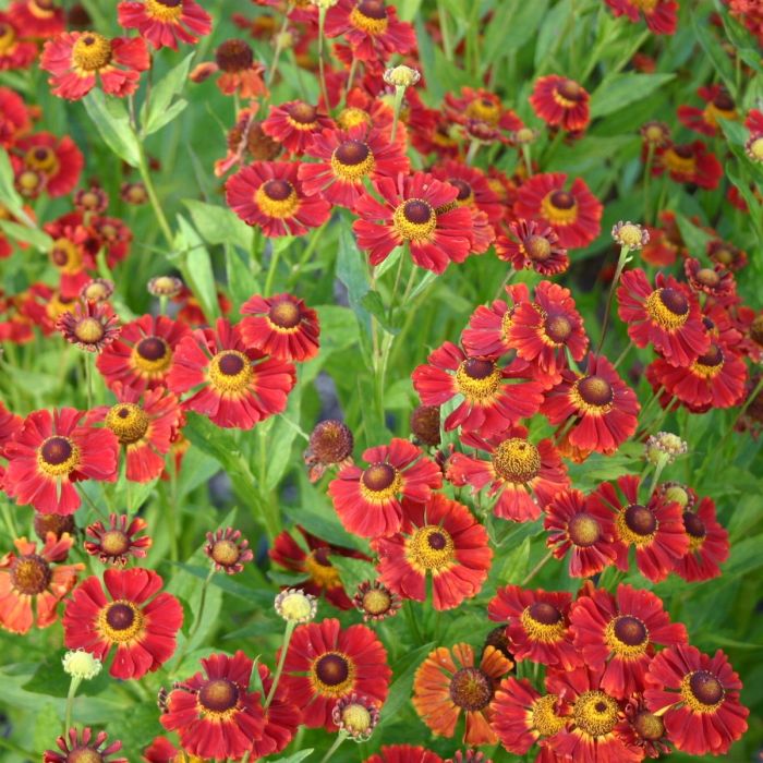 Sonnenbraut\u0020\u0028Helenium\u0020Hybride\u0029\u0020Dunkle\u0020Pracht