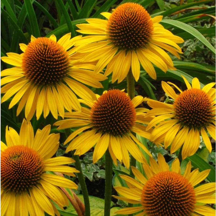 Sonnenhut\u0020\u0028Echinacea\u0020purpurea\u0029\u0020Maui\u0020Sunshine