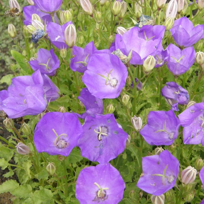 Karparten\u002DGlockenblume\u0020\u0028Campanula\u0020carpatica\u0029\u0020Dark\u0020Blue\u0020Clips